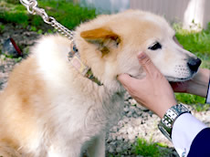 柴犬