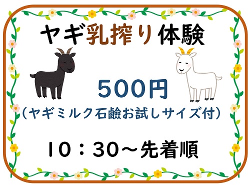 「乳しぼり体験」始まりました