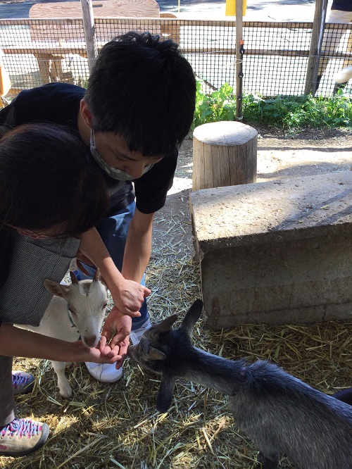 餌やり、ふれあい体験のお客様