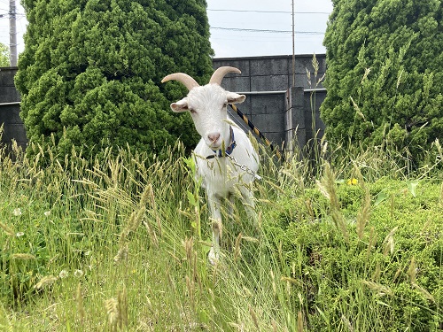 除草ヤギ部隊、出動～　