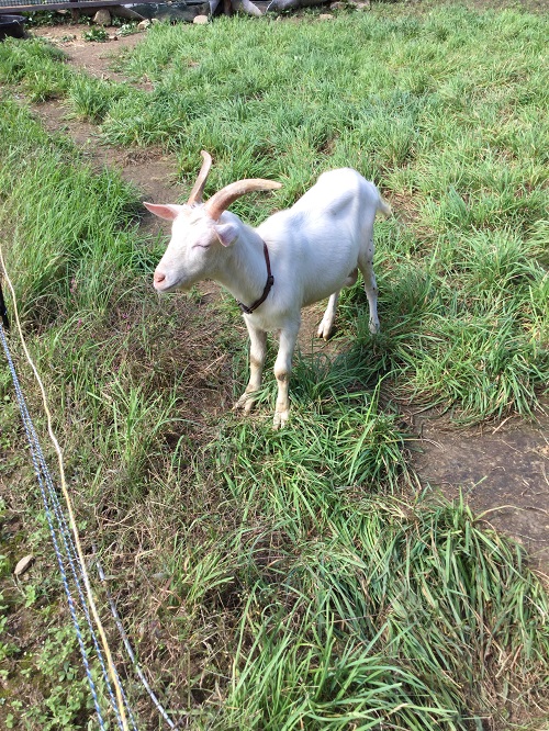 よく頑張ってるよ！マロン！