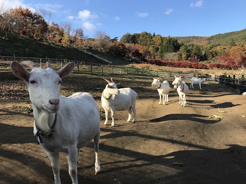 ヤギ広場の秋