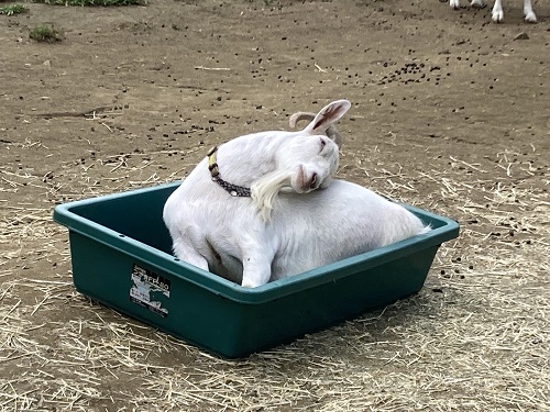 夏もそろそろ終わり　だと思いたい…