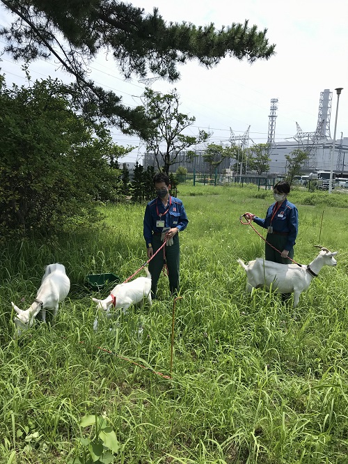 除草ヤギ隊、出勤～