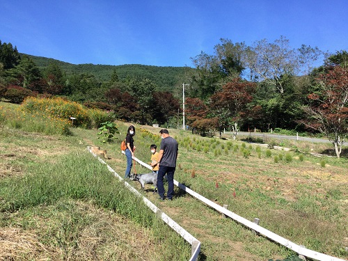 ふれあい、散歩体験のお客様